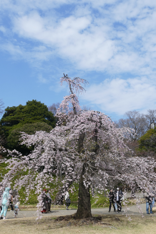 Κερασιά κλαίουσα P1140523