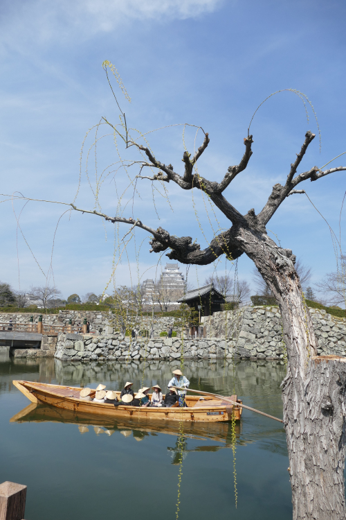 Με φόντο Σακουρα P1140564