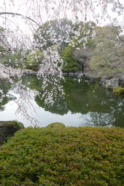 με... τι άλλο; κερασιές P1140602