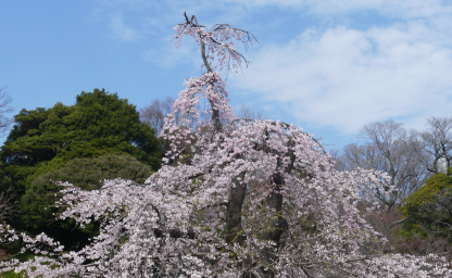 Tokyo - μερος ΙΙΙ