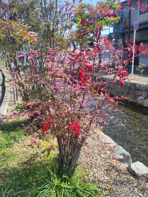 ναντίνα IMG_20260317_101921