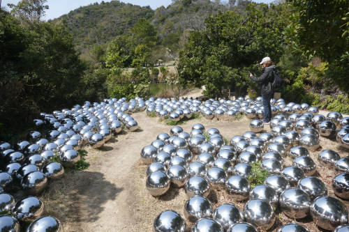 Narcissus Garden Ι P1140665